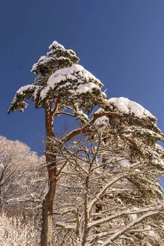 Photographie d'un grand arbre enneig&eacute; en Auvergne