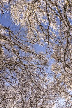 Photographie d'arbres enneig&eacute; en Auvergne vue d'en bas