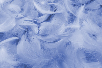 Purple feather as  background, top view.