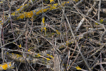 A pile of dry twigs as a background.