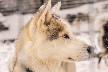 Obraz premium Chien de traineau husky sibérien sous la neige