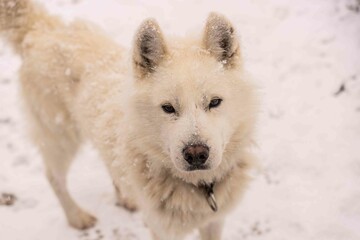 Obraz na płótnie Canvas Chien de traineau husky sibérien sous la neige