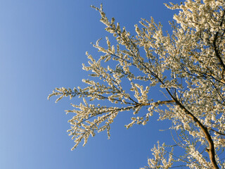White flowers of an apple tree against the sky.