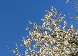 White flowers of an apple tree against the sky.
