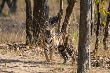 Obraz na płótnie Canvas A tiger looking after a prey in the forest in India, Madhya Pradesh 