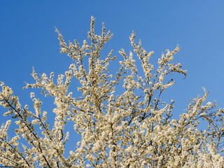 Branches of a flowering fruit tree.