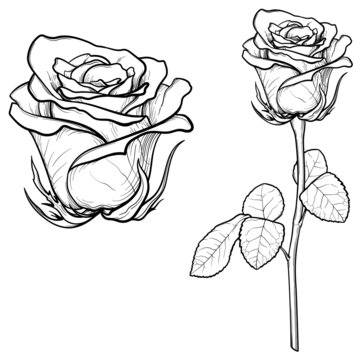 Hand drawn roses isolated on white. Flower vector illustration.