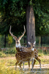 Deer in the woods