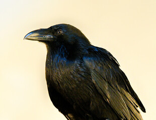 Black crow looking studio portrait 
