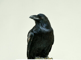 Black crow looking studio portrait 
