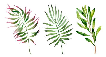 Hand-drawn isolated watercolor set of three palm leaves, plants. Perfect for a poster, picture, invitation or greeting card.