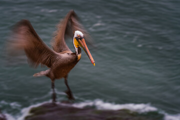2022-04-19 A BROWN PELICAN LANDING ON THE ROCK ON THE SHORELIN E IN LA JOLLA CALIFORNIA WITH BLURRED OUT WINGS BODY AND BACKGROUND
