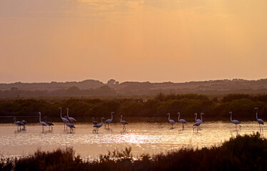 Majorcan Flamingos