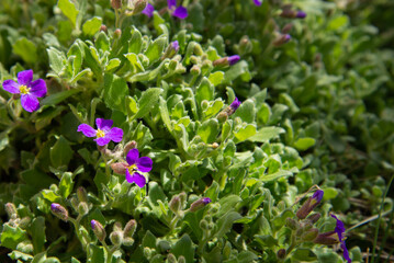 flowers in the garden