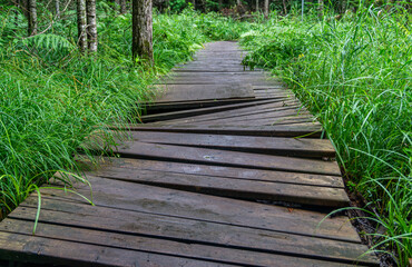 Damaged wooden path used by hikers through a forest in Arrowhead park, Ontario, Canada