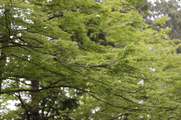 Green Japanese maple 