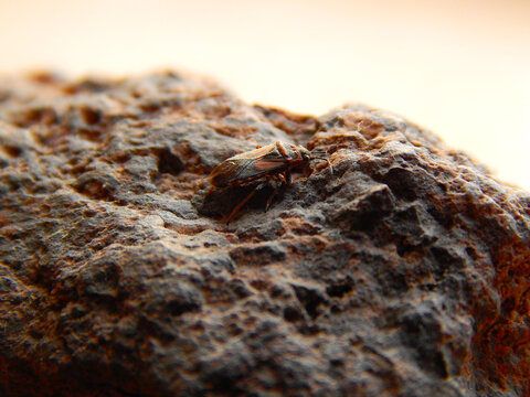 close up of boxelder bug on rock