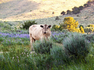 cow in the pasture