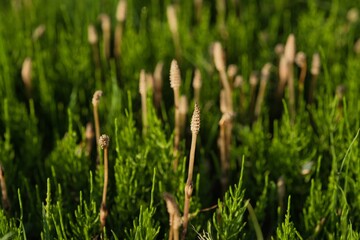 
Tokyo, Japan - April 2, 2022: Fertile shoots of Equisetum arvense, the field horsetail or common horsetail 

