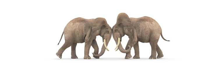 Poster fighting concept, two elephant facing each other head to head © juanjo