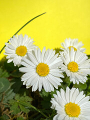 Gänseblümchen, Hintergrund gelb