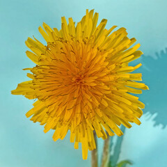 Sonnenförmige gelbe Blume