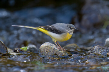 Grey wagtail, Motacilla cinerea