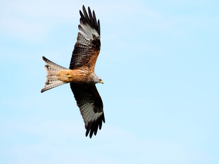 Red kite, Milvus milvus