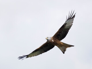 Red kite, Milvus milvus