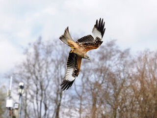 Red kite, Milvus milvus