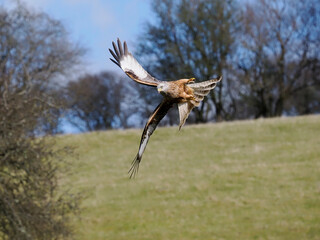 Red kite, Milvus milvus