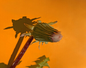 Löwenzahn, Pusteblume noch geschlossen, Hintergrund orange