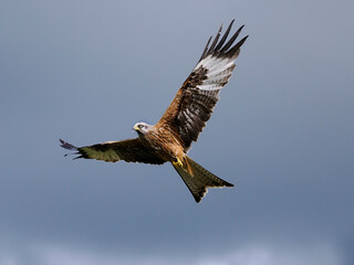Fototapeta premium Red kite, Milvus milvus
