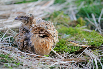 isabell colored laying quail in species-appropriate handling
