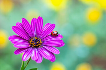 Beautiful ladybug on leaf defocused background

