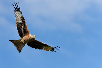 Red kite, Milvus milvus