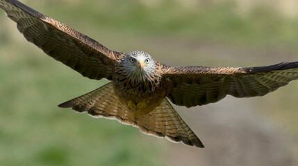 Red kite, Milvus milvus