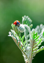 Beautiful ladybug on leaf defocused background

