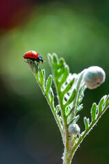 Beautiful ladybug on leaf defocused background   © blackdiamond67