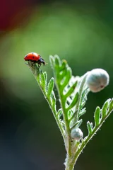Fototapeten Schmetterling Beautiful ladybug on leaf defocused background    © blackdiamond67