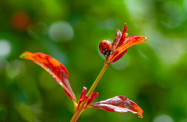 Beautiful ladybug on leaf defocused background

