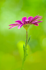 Close up beautiful shot of flower