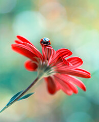Beautiful ladybug on leaf defocused background   © blackdiamond67