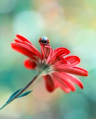 Fototapete Schmetterling Beautiful ladybug on leaf defocused background    © blackdiamond67