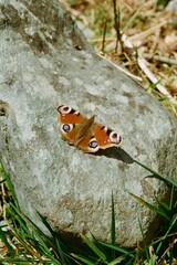 peacock butterfly on rock