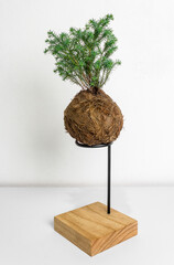 Pine Kokedamas on modern wooden bases, plant inside cocunut fibers ball, DIY japanese home gardening, white background