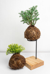 Pine Kokedamas on modern wooden bases, plant inside cocunut fibers ball, DIY japanese home gardening, white background