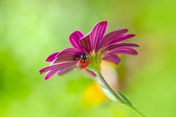 Beautiful ladybug on leaf defocused background


