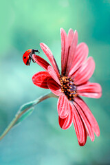 Beautiful ladybug on leaf defocused background   © blackdiamond67