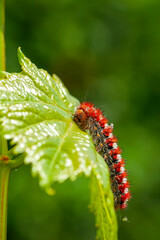 Macro shots, Beautiful nature scene. Close up beautiful caterpillar of butterfly  